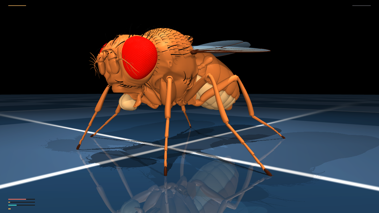 TuragaLab/flybody MuJoCo still of the Drosophila mesh with a slim research HUD